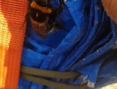 abejorro,alimentar,comida