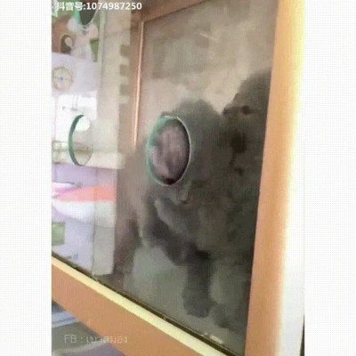 gatos,nacer,cautividad