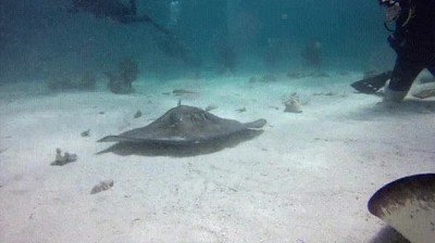 Enlace a Pez manta chocando esos 5 con un compañero de su misma especie
