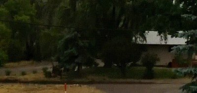 momento,preciso,rayo,arbol,colorado