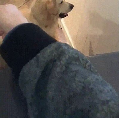 perro,listo,mundo,sombra