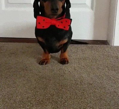 cara,perro,dieta,toblerone