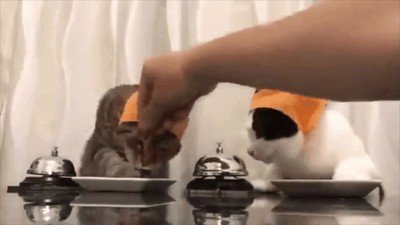 gato,comida,pedir,timbre