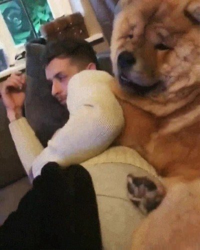 perro,grande,due&ntilde;o,sofa