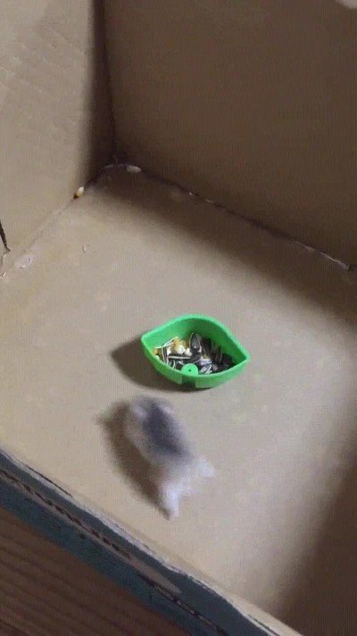 Enlace a Hámster poniendo a prueba sus habilidades derrapando