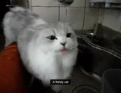 sed,asqueado,gato,vida