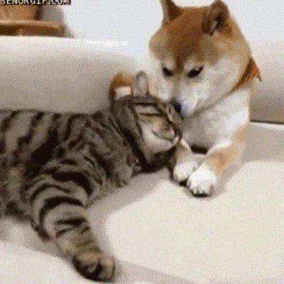 Enlace a Este perro y este gato demuestran que el amor verdadero no tiene fronteras