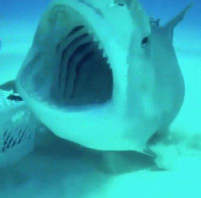 terror,tiburon,debajo,agua