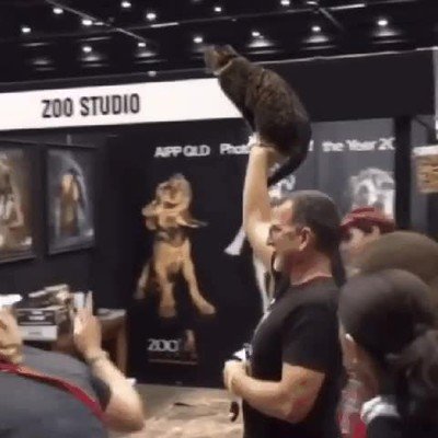 alabar,criaturas,inferiores,gato