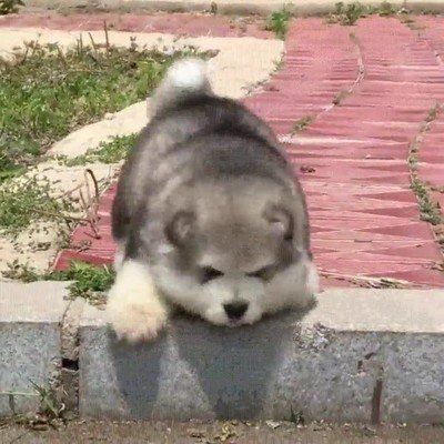 socorro,perro,atrapado,ayuda