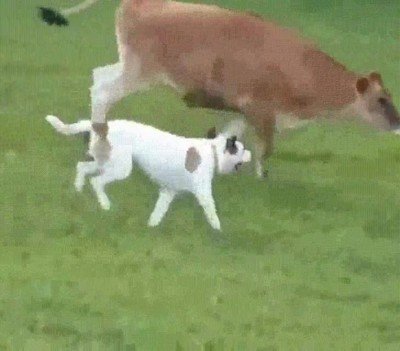 romper,nunca,amistad,perro,vaca