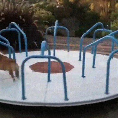 Enlace a Este perro ha encontrado el mejor sistema para entrenar este verano