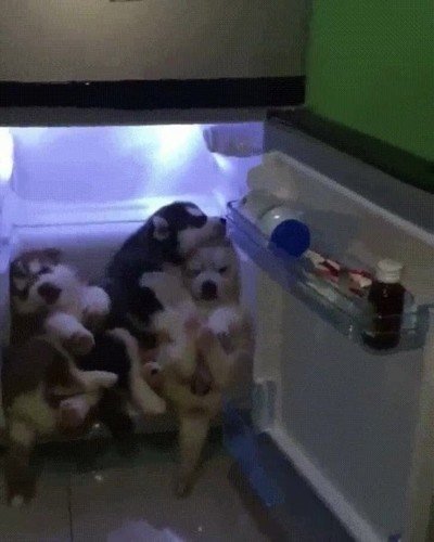 dias,verano,calor,salir,fuera,perros,nevera