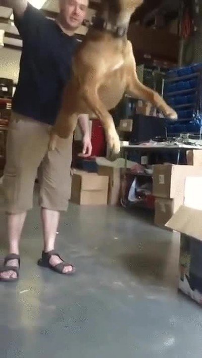 pelota,salto,perro,fail,entrepierna