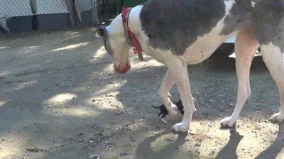 naturaleza,caprichosa,tama&ntilde;o,especies