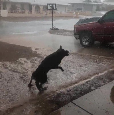 perro,emocion,caer,agua,cielo