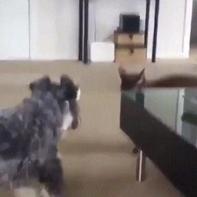 confianza,gato,miedo