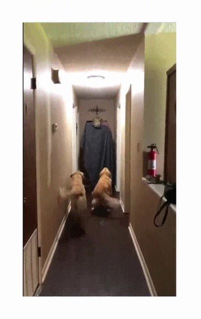 broma,perros,disfraz