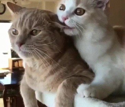 pedir,perdon,pareja,gato