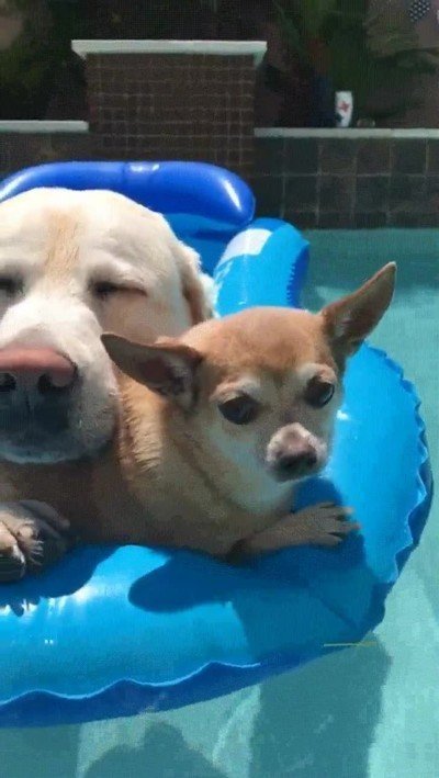 perro,disfrutar,dia,piscina,envidia