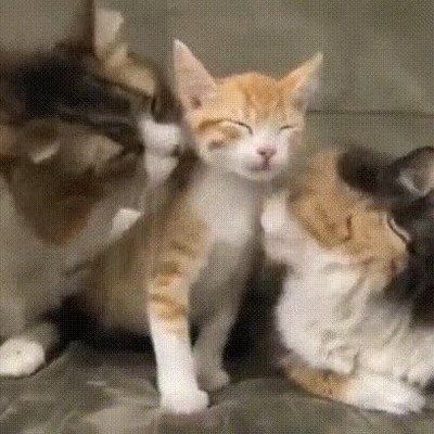 cumple,gato,atenciones