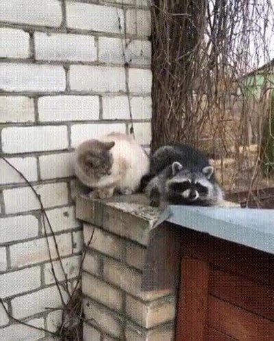 mejor,amigo,gato,ligar