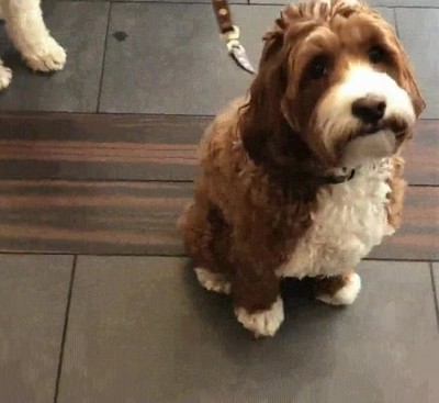 sentado,donde,perro,andar