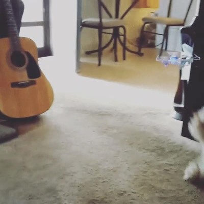 perro,brujeria,dron,casa