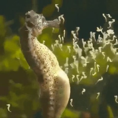 caballito de mar,dar a luz