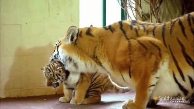 importante,padres,batacazo