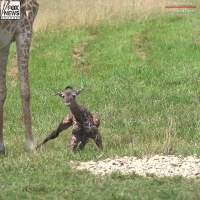 jirafa,beb&eacute;,animal