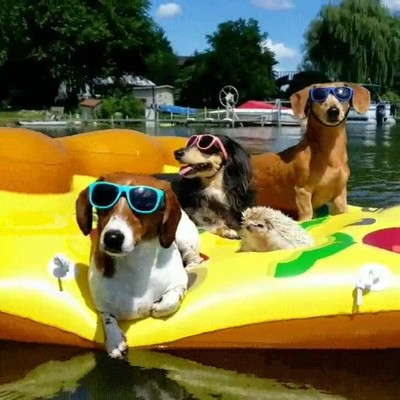 imaginar,verano,perfecto,amigos,colegas,perro