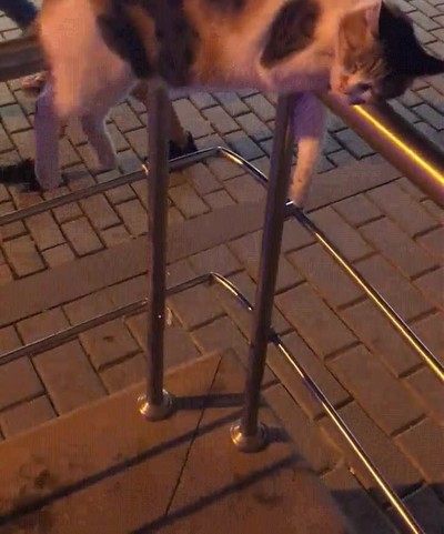 gato,ganas,problemas