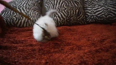 adorable,gato,perseguir,pluma