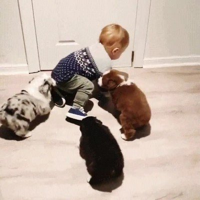 detener,perros,niño