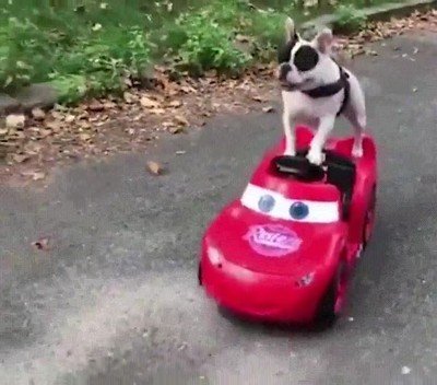 conducir,estilo,perro
