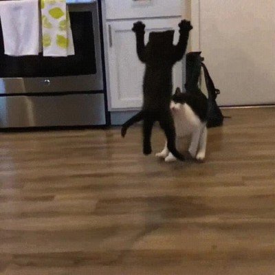 gato,placaje,profesional