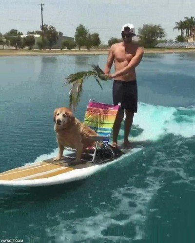 perro,amo,raj&aacute;,abanicar,lancha