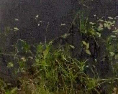 perro,salvar,vida,pajaro