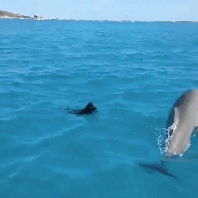 delfin,perro,mejores,amigos