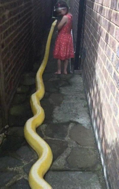 Enlace a Esta niña y una pitón se han convertido en la pareja más extraña que he visto en mucho tiempo