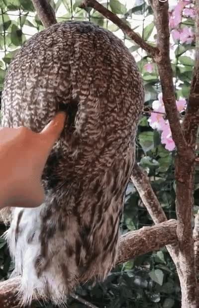 preguntar,girar,cara,que pasa