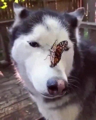 perro,mariposa,mejores,amigos