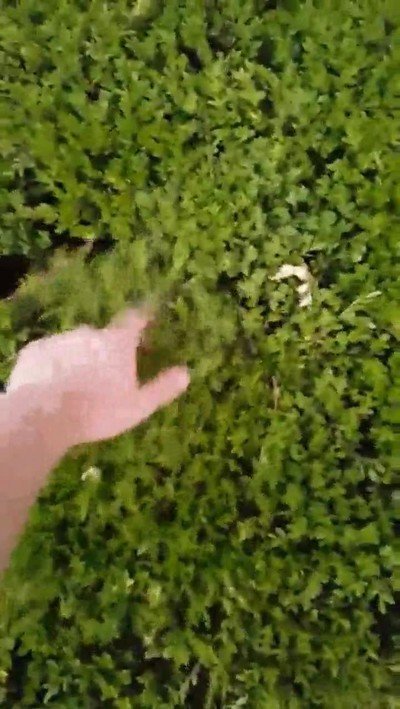 encontrar,arbustos,gatos