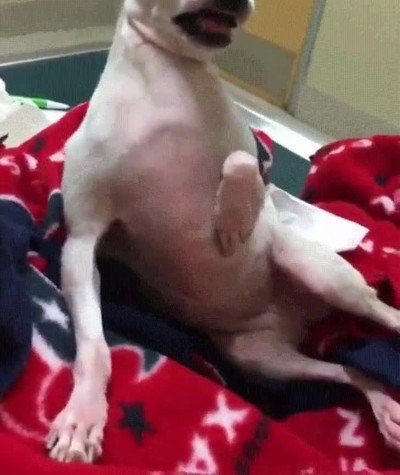 despertar,perro,siesta,confusion