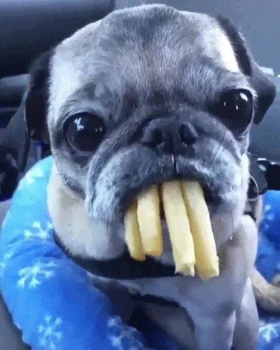Este perro haciendo un cosplay de morsa es lo más adorable que verás hoy perro,cosplay,morsa,adorable