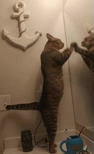 espejo,entender,gato