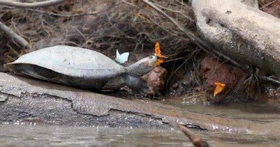 Enlace a Seguro que nunca has visto una escena tan adorable entre una tortuga y varias mariposas