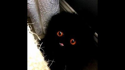 demonio,adorable,miedo