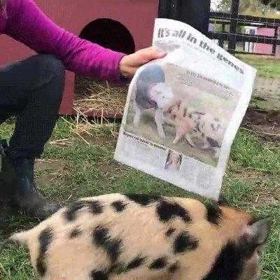contento,portada,cara,periodico,local